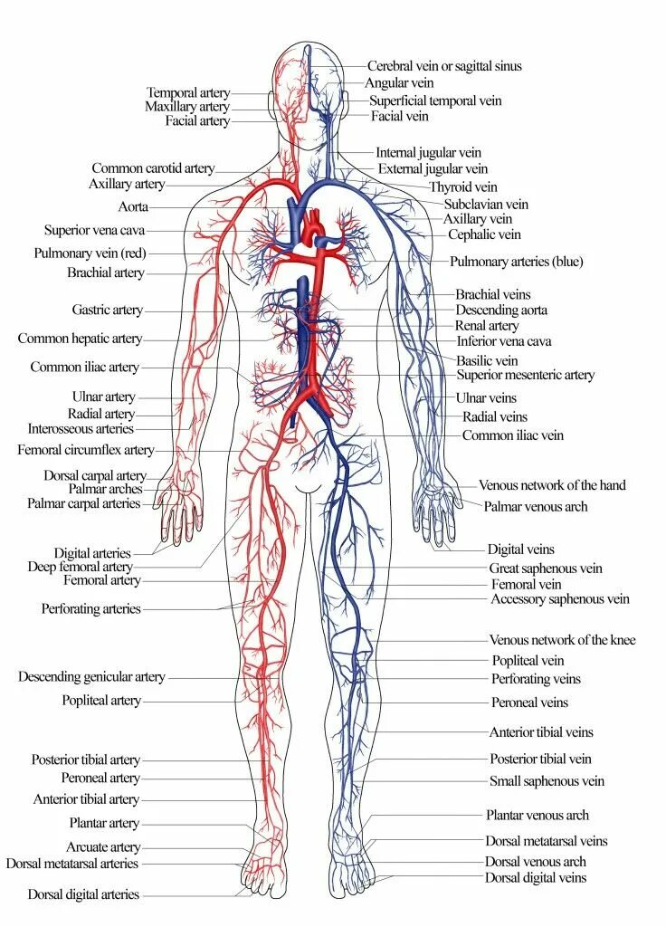 Расположение вен человека схема Pin by amia on medicine Basic anatomy and physiology, Medical anatomy, Human bod