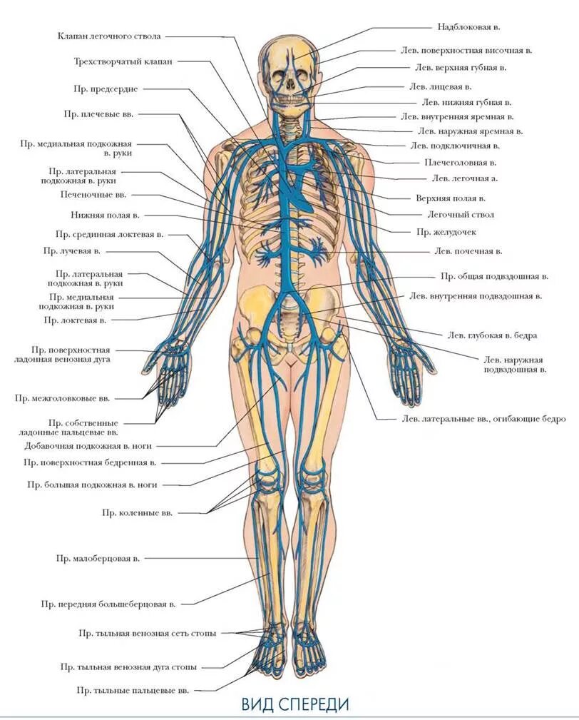 Расположение вен человека схема ВЕНОЗНАЯ СИСТЕМА.ВИД СПЕРЕДИ - СИСТЕМА КРОВООБРАЩЕНИЯ - БОЛЬШОЙ АТЛАС АНАТОМИИ Ч