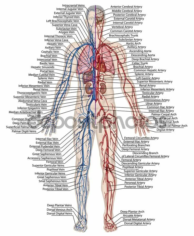Расположение вен человека схема 人 間 の 血 流 - 教 訓 的 な ひ と 循 環 器 楽 観 的 な 循 環 器-血 管.動 脈-静 脈 系