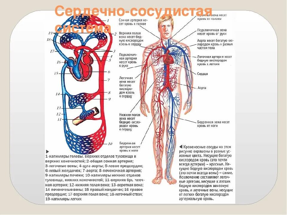 Расположение вен человека схема Какие сосуды называют артериями: найдено 90 изображений