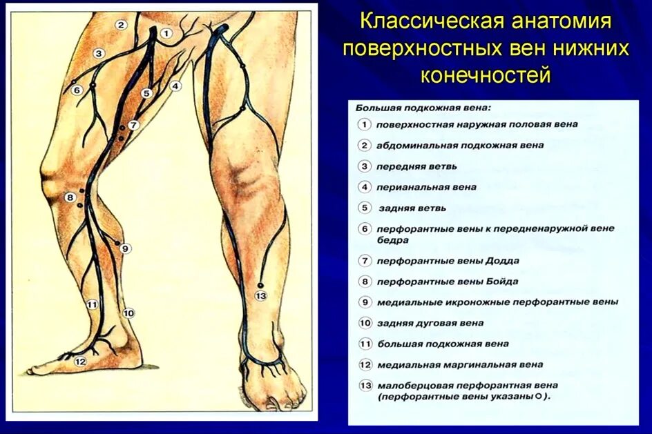 Расположение вен на ногах человека схема Вены нижних конечностей (обобщенная схема). Клиническая анатомия. Часть 2. Лекци