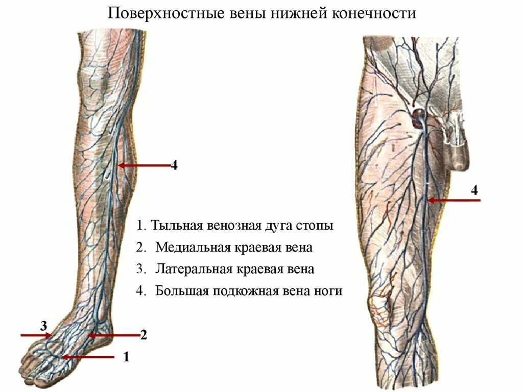 Расположение вен на ногах человека схема Название вен на ногах: найдено 88 изображений