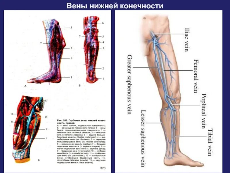 Расположение вен на ногах человека схема Схема вен ног - фото