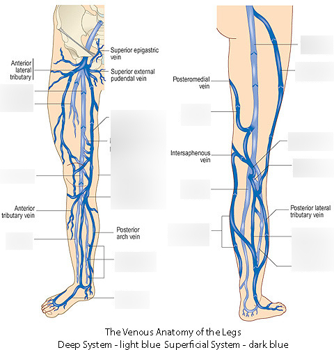 Расположение вен на ногах человека схема Lower Extremity Veins Diagram Quizlet