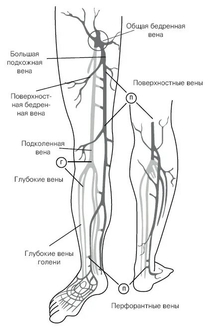 Расположение вен на ногах человека схема Ксения Бутова, Отеки, варикоз, тромбоз и другие болезни вен. Как лечить и предот