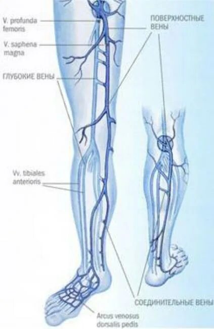 Расположение вен на ногах схема Вены ноги человека