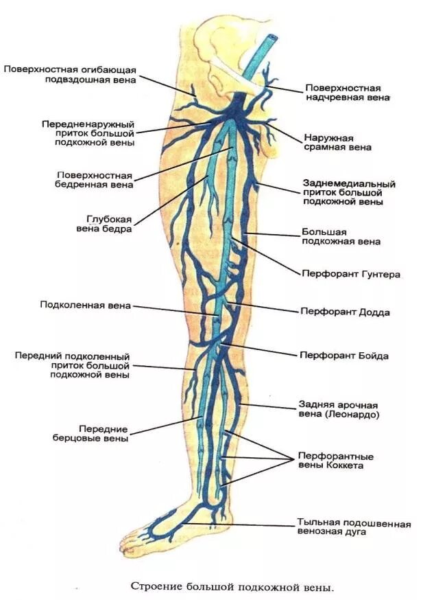 Расположение вен на ногах схема 1. Острые нарушения венозного оттока.