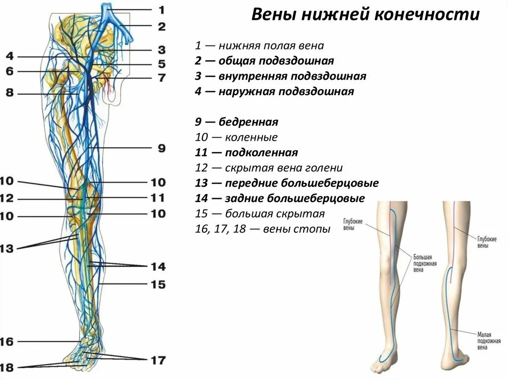 Расположение вен на ногах схема Ткани нижней конечности