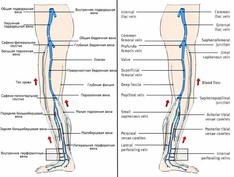Расположение вен на ногах схема Тромбофлебит глубоких вен нижних конечностей : причины, симптомы, диагностика, л
