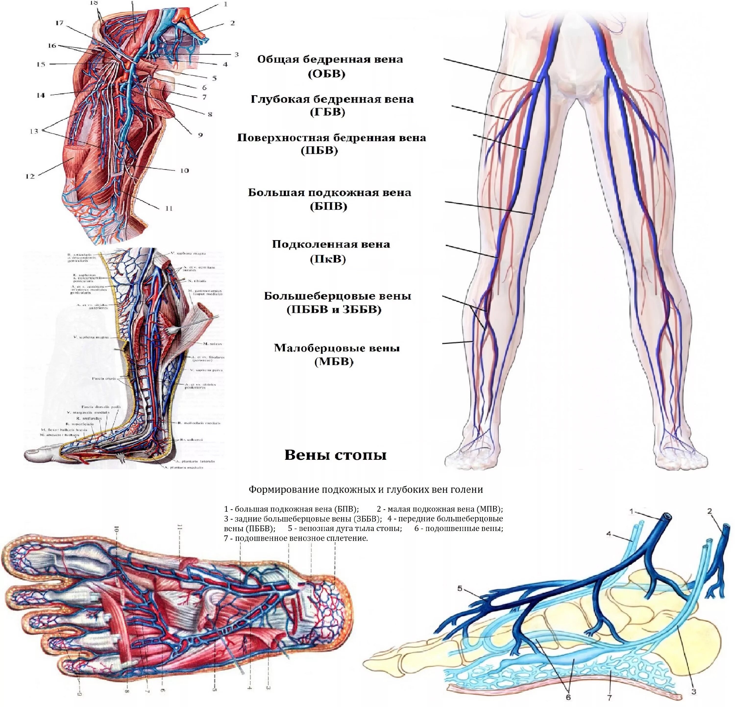 Расположение вен на ногах схема Анатомия вен нижних конечностей (лекция на Диагностере) - Диагностер
