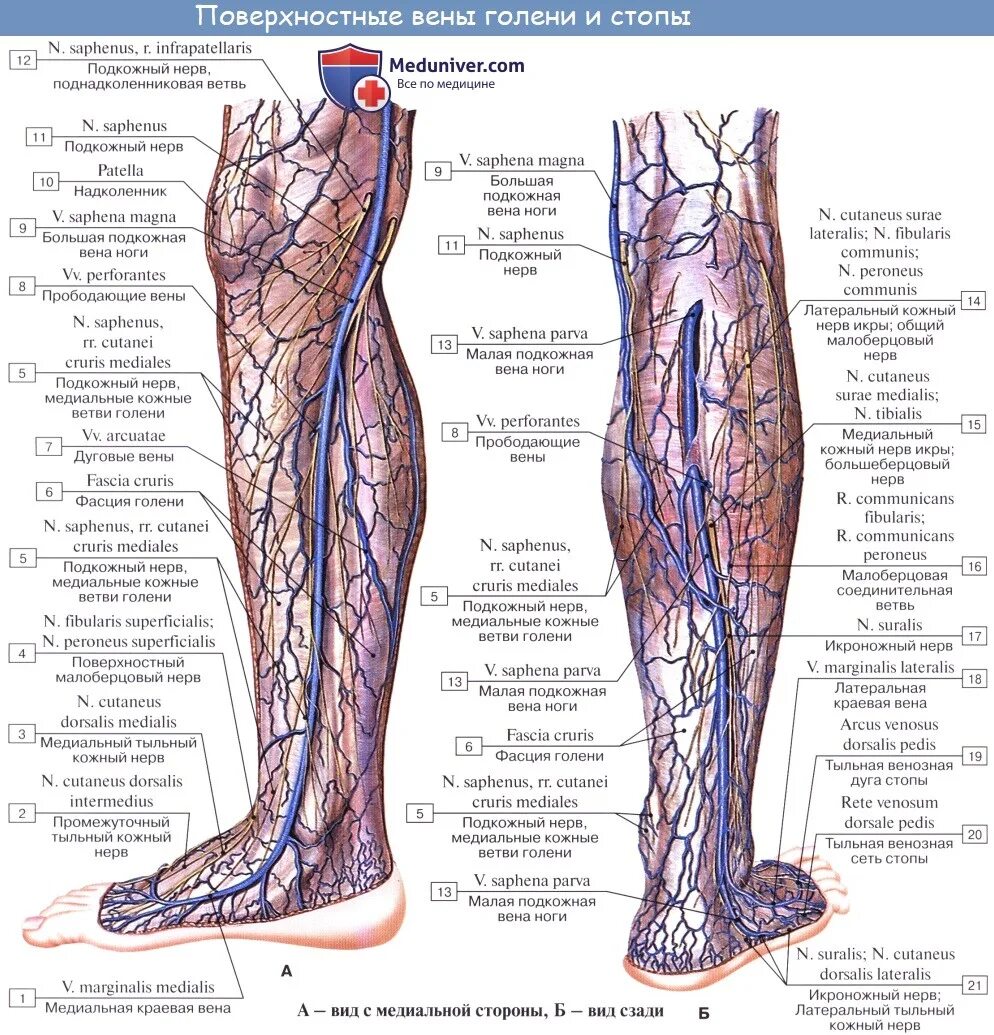 Расположение вен на ногах схема Анатомия: Вены нижней конечности (ноги). Глубокие и поверхностные вены ноги