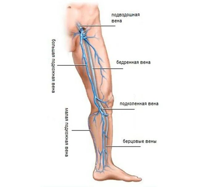 Расположение вен на ногах схема Вены ног: анатомия вен нижних конечностей МЦ "Институт Вен"