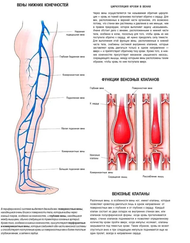 Расположение вен на ногах схема По каким венам течет