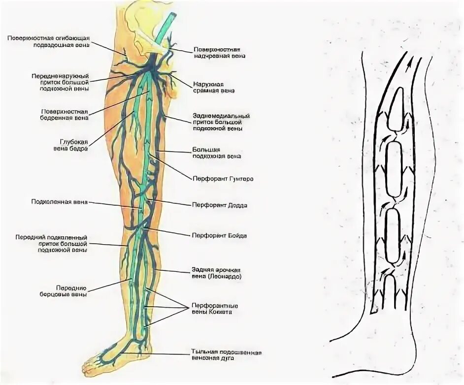 Расположение вен на ногах схема Большая глубокая вена: найдено 86 изображений