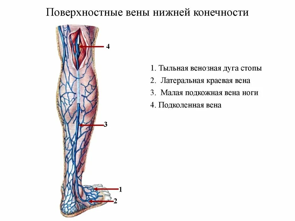 Расположение вен на ногах у женщин схема Поверхностные сосуды нижних конечностей