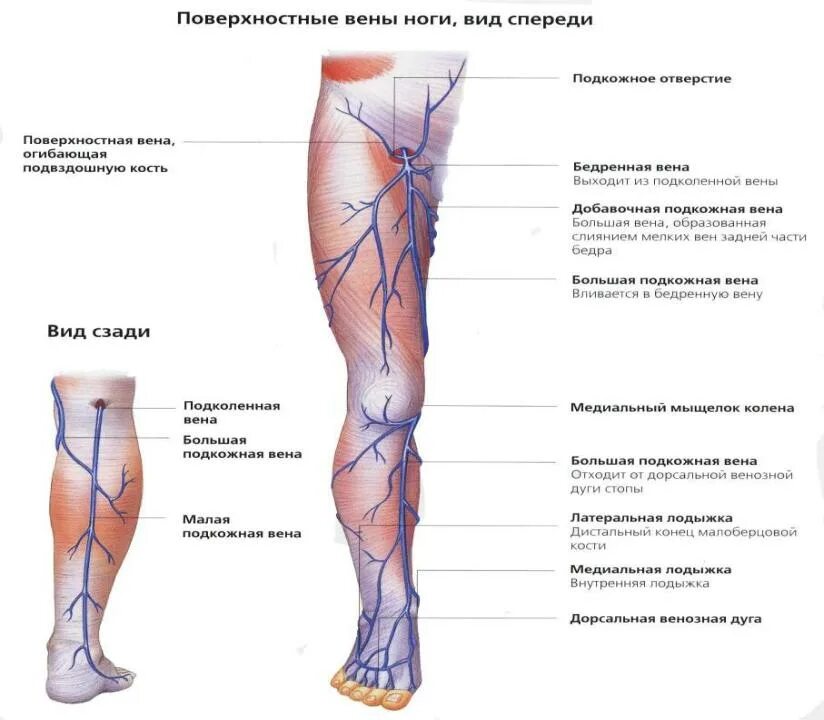 Расположение вен на ногах у женщин схема Презентация на тему: Ветви задней большеберцовой артерии