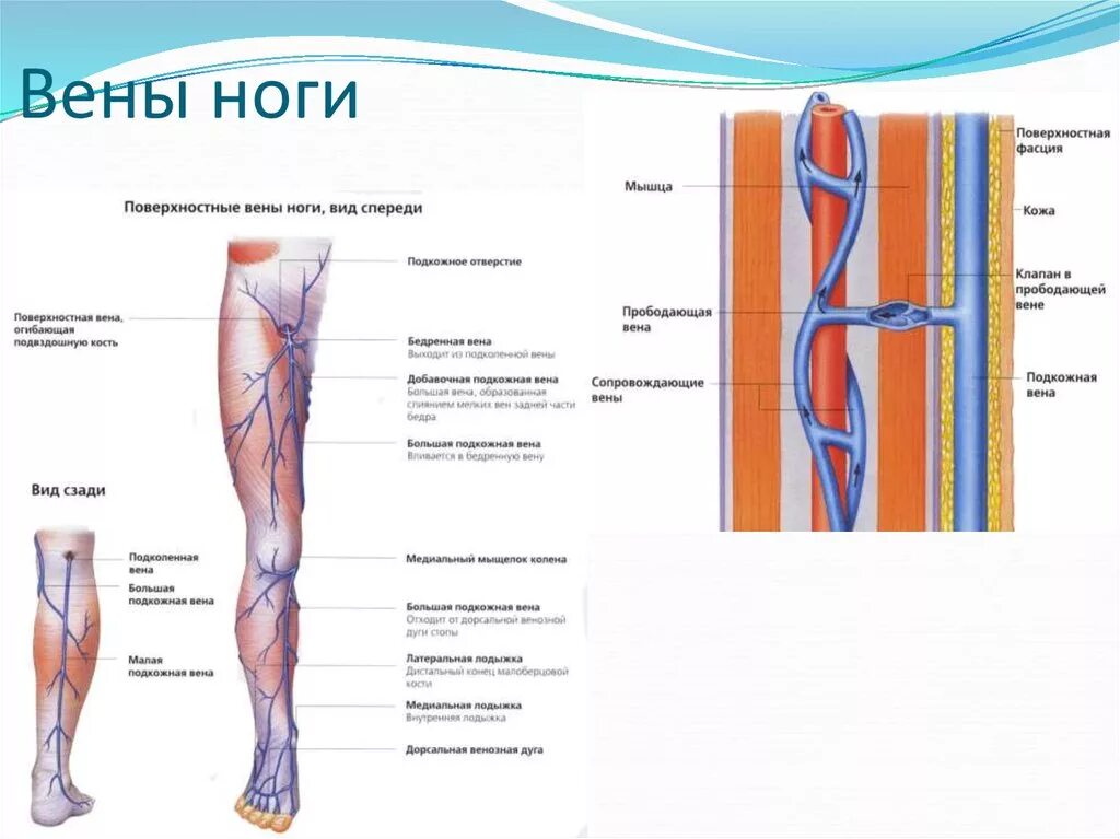 Расположение вен на ногах у женщин схема Картинки ГДЕ НАХОДЯТСЯ ВЕНЫ НА НОГАХ