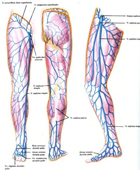 Расположение вен на ногах у женщин схема Вены левой ноги: найдено 82 изображений