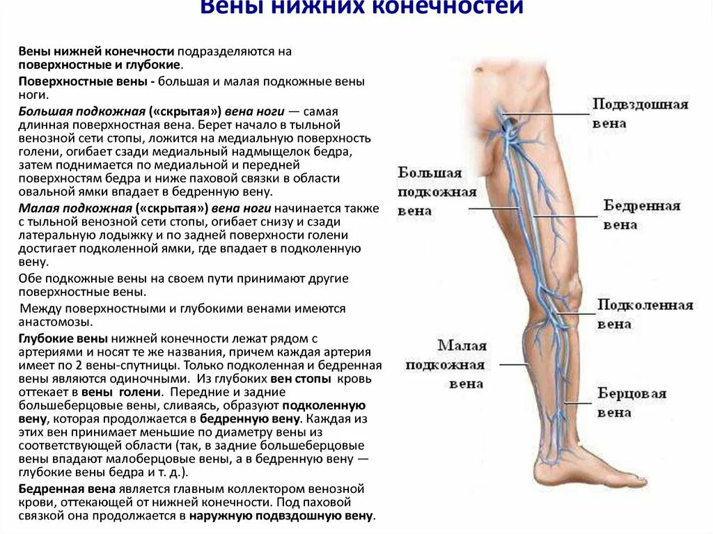 Расположение вен на ногах у женщин схема Картинки ПОВЕРХНОСТНАЯ ВЕНА