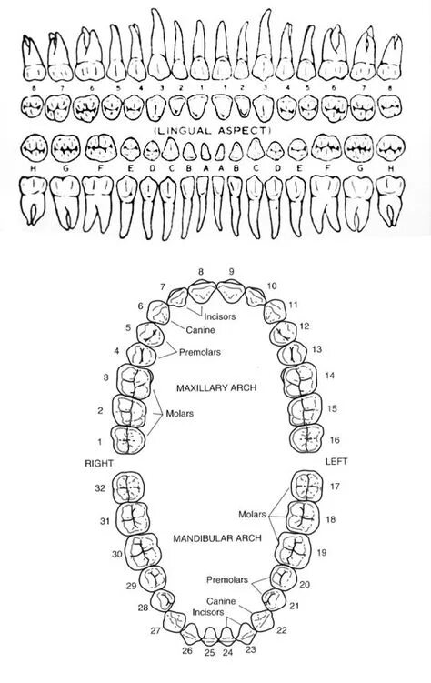 Расположение зубов по номерам у взрослых фото Top 10 dental diagram ideas and inspiration