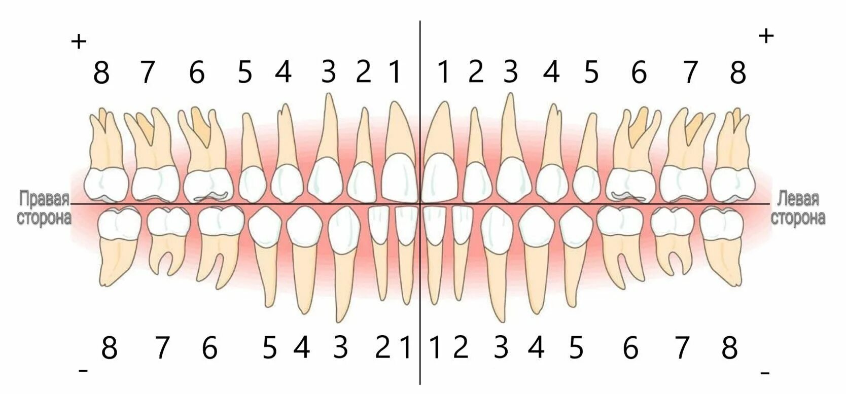 Расположение зубов по номерам у взрослых фото Нумерация зубов в стоматологии