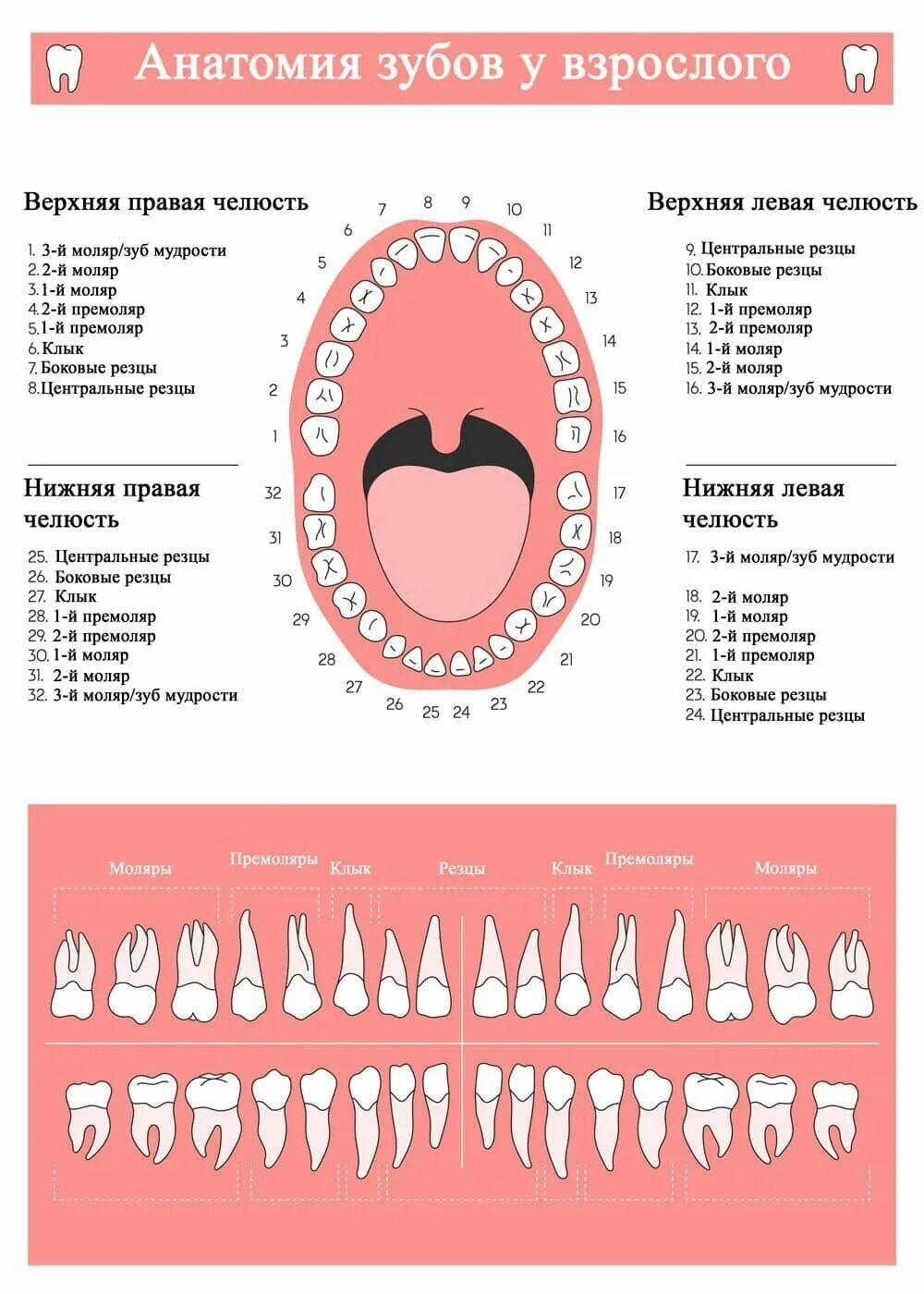 Расположение зубов по номерам у взрослых фото Что значит 3 у стоматологов?" - Яндекс Кью
