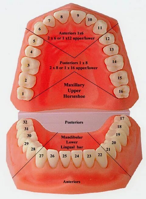 Расположение зубов по номерам у взрослых фото Dental, Dental hygiene school, Dental implants