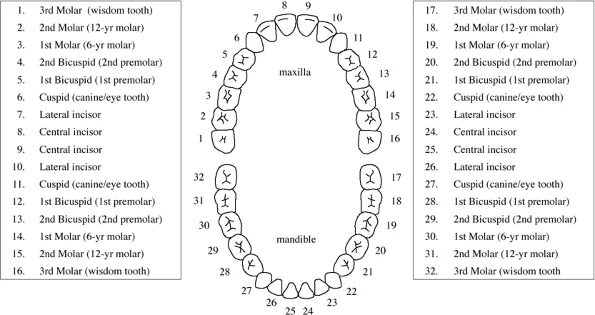 Расположение зубов по номерам у взрослых фото 4. Ear Nose and Throat Radiology Review Manual (Dahnert, Radiology Review Manual