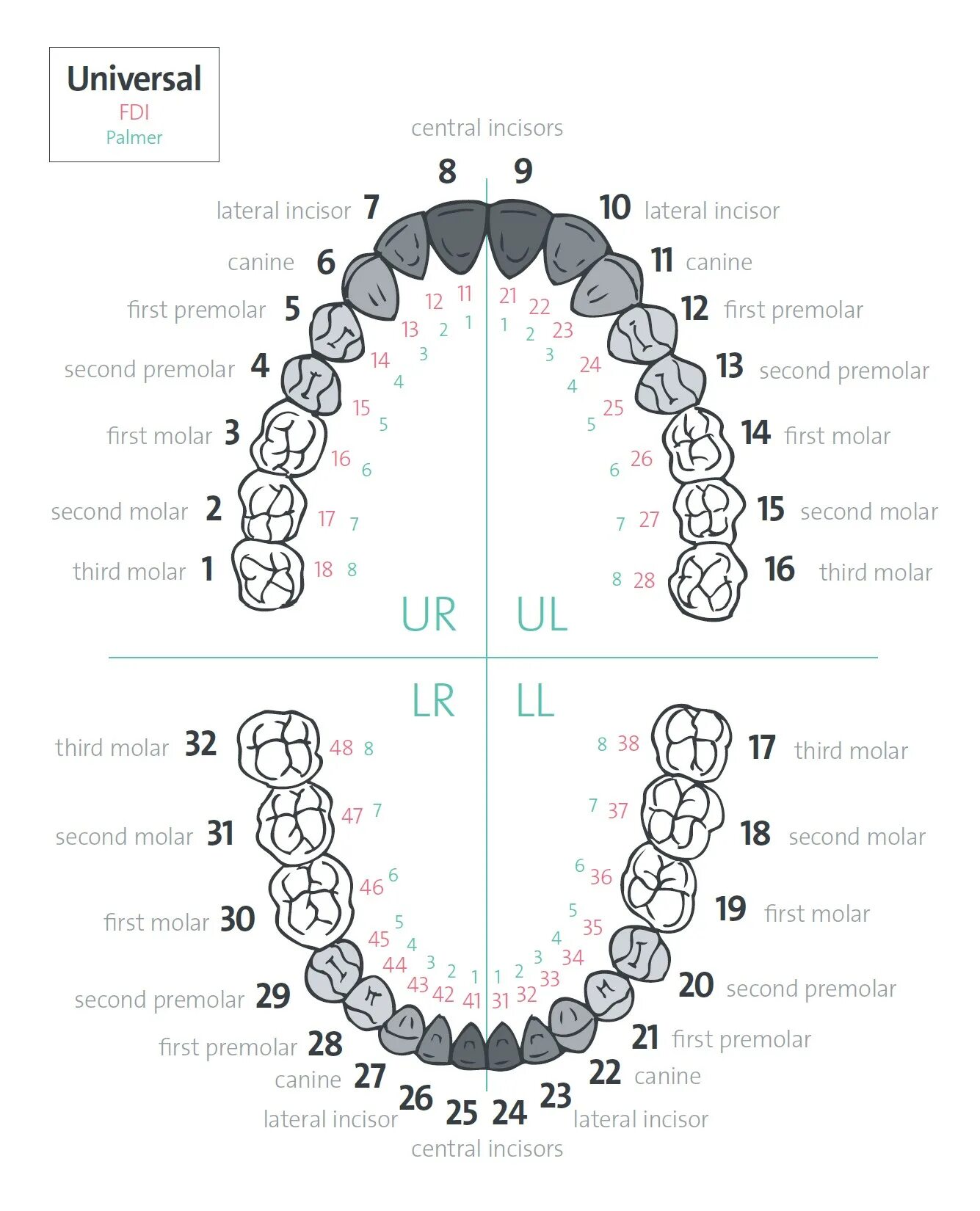 Расположение зубов по номерам у взрослых фото Dental Notation Systems - ClearCorrect Support