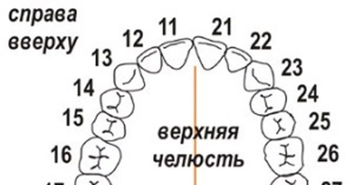 Расположение зубов по номерам у взрослых схема Претензии пациентов Пикабу