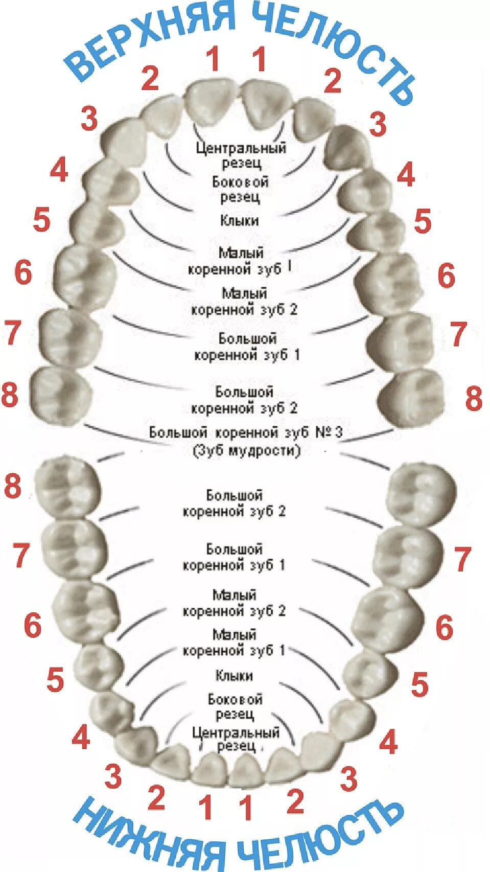 Расположение зубов по номерам у взрослых схема Пятые зубы