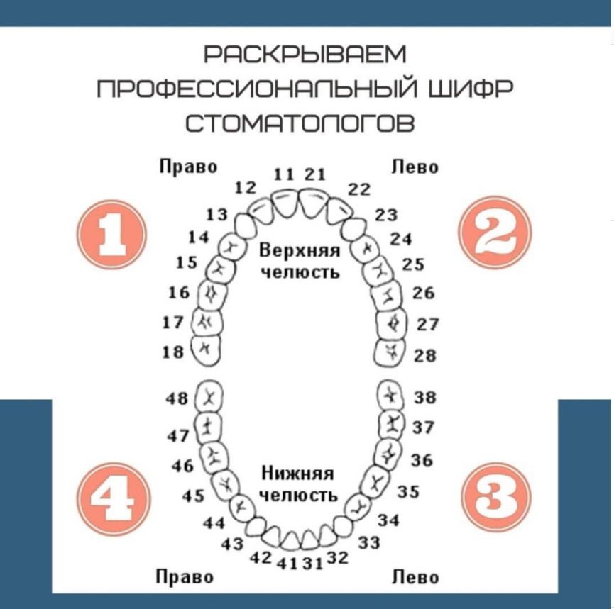 Расположение зубов по номерам у взрослых схема Почему у всех 32 зуба, а у стоматологов 48 ❓ " - Яндекс Кью