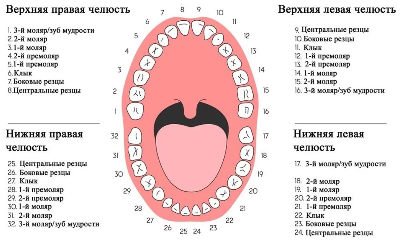 Расположение зубов по номерам у взрослых схема Стоматология "Жемчуг" Сергиев Посад