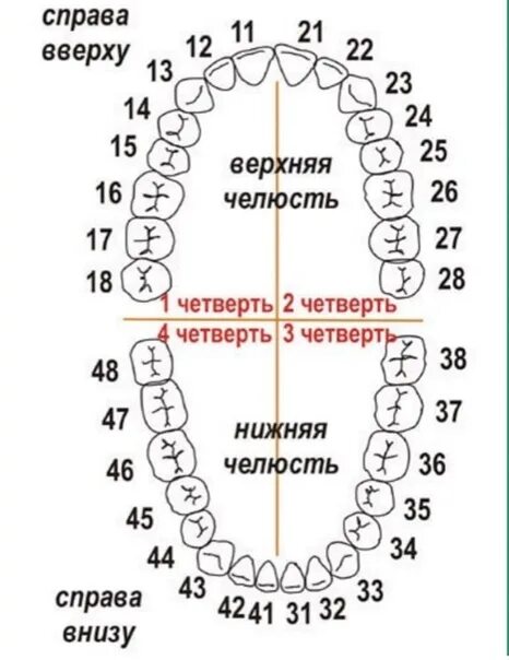 Расположение зубов по номерам у взрослых схема Откуда у меня 46 зуб? ВКонтакте