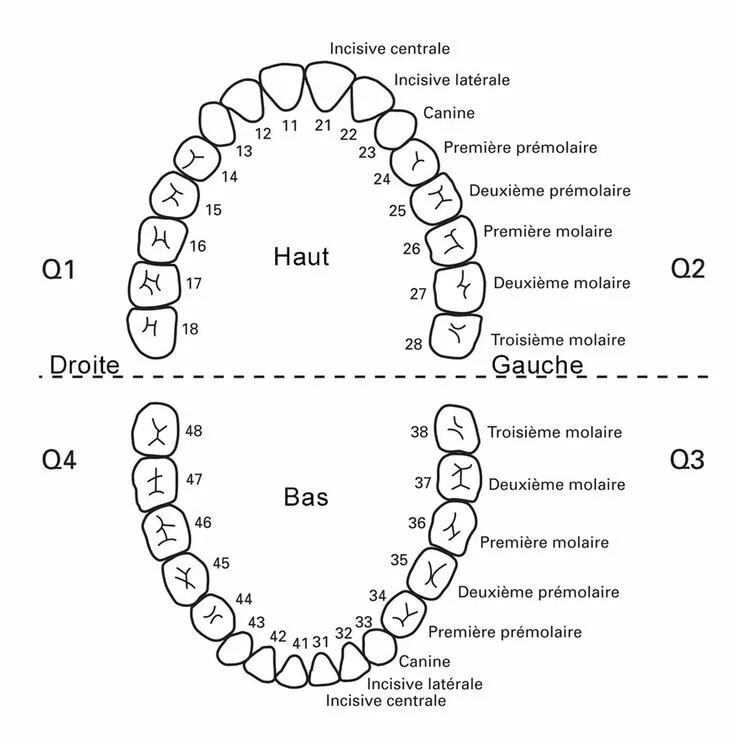 Расположение зубов по номерам у взрослых схема Numérotation des dents et quadrants chez le dentiste Bücco Dentiste, Décodage bi