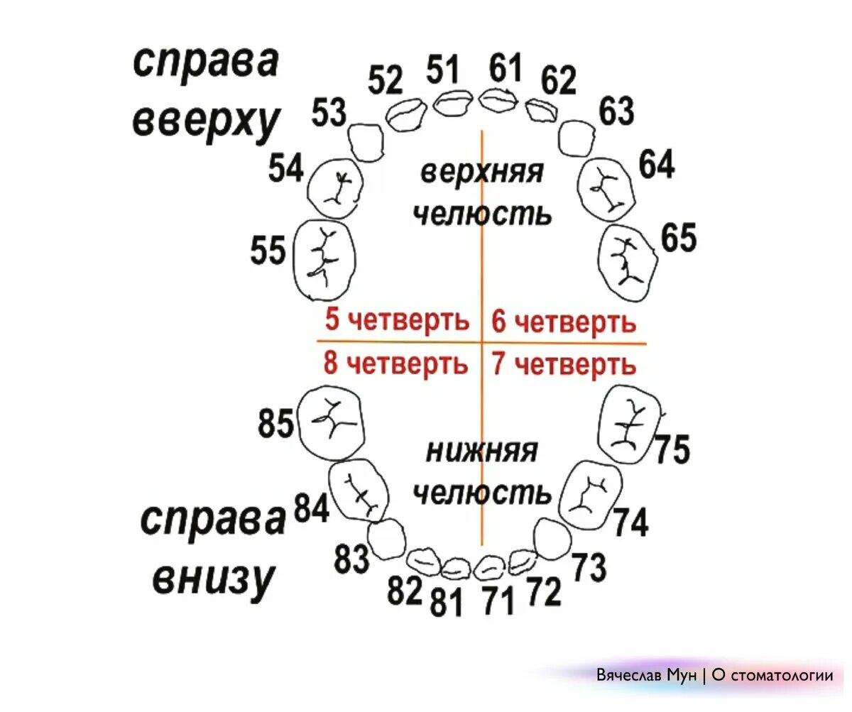 Расположение зубов по номерам у взрослых схема Схема зубов у взрослых