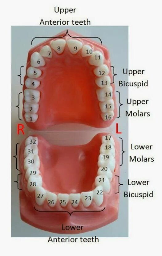 Расположение зубов у человека фото Pin on Anatomy