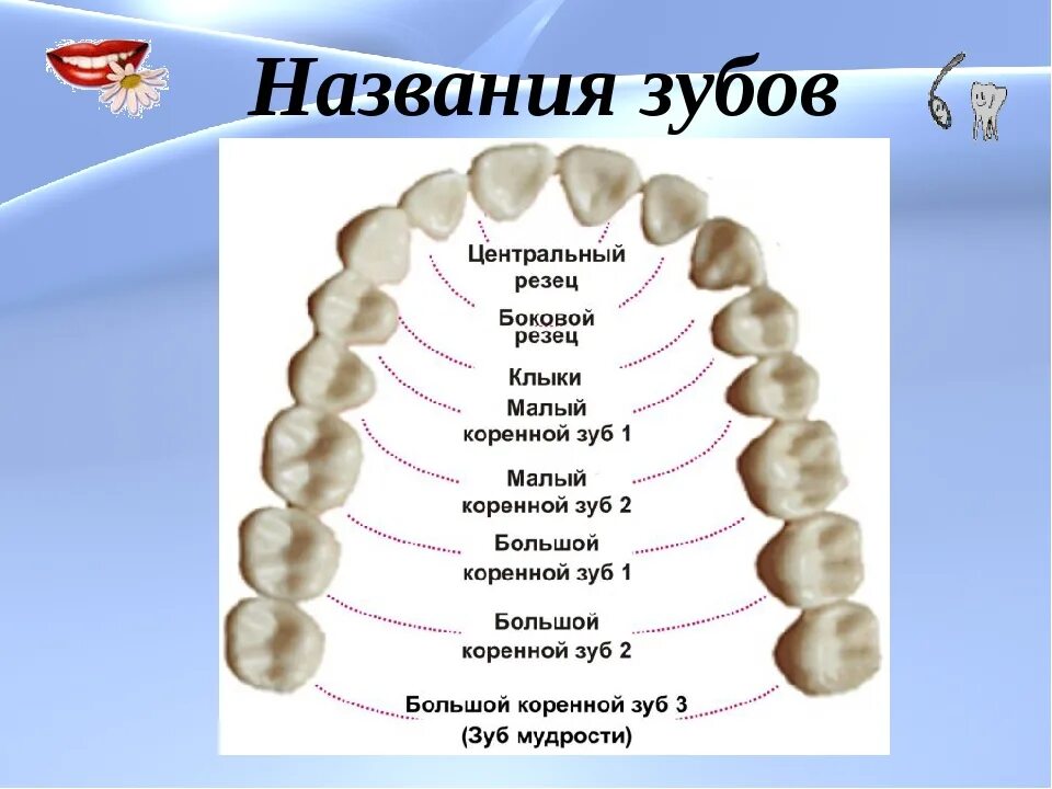 Расположение зубов у человека фото 3 й зуб: найдено 87 картинок