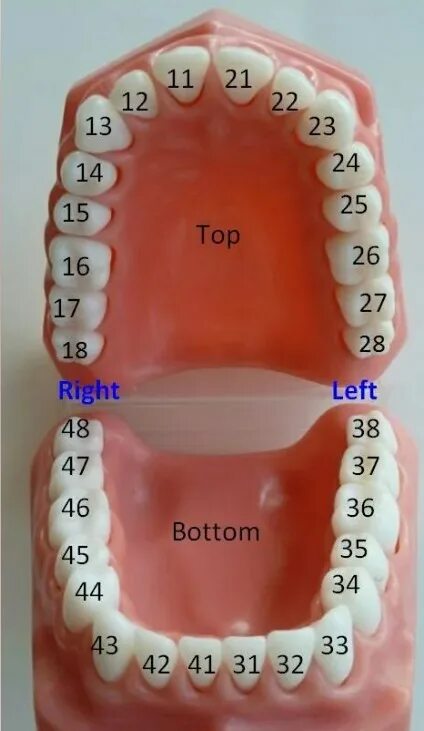 Расположение зубов у человека фото Нумерация зубов в стоматологии схема в фото