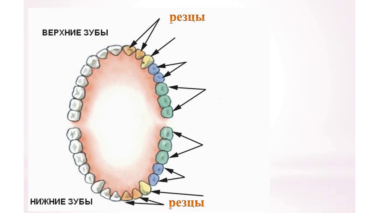Расположение зубов у человека фото Естествознание, 2 класс, урок 5, Почему болят зубы - YouTube