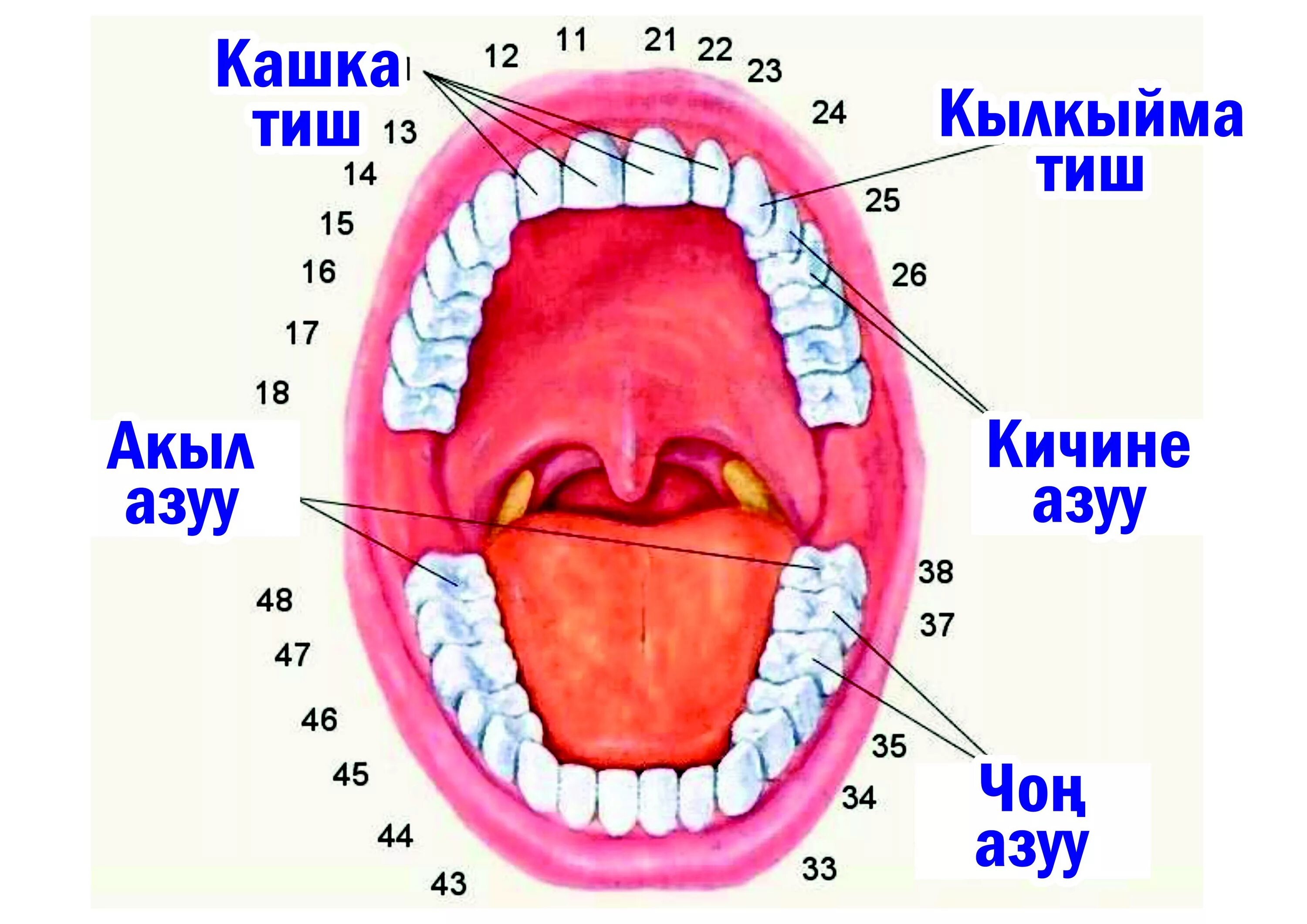 Расположение зубов у человека фото Тамак синируу органдарынын тузулушу