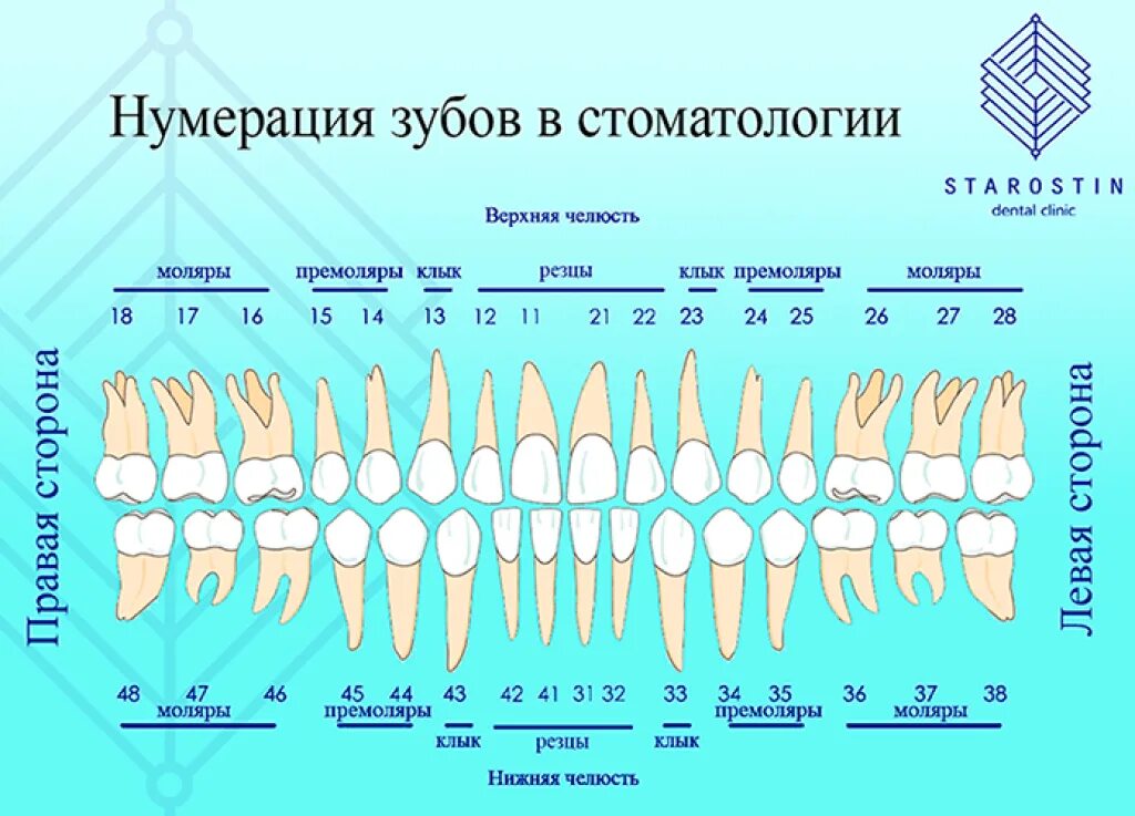 Расположение зубов у человека фото Как понять что у тебя зуб: найдено 83 изображений