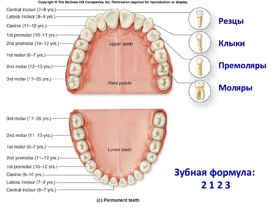 Расположение зубов у человека фото Резец второй зуб