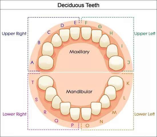 Расположение зубов у человека фото Dental Charts to Help You Understand the Tooth Numbering System Tooth chart, Tee