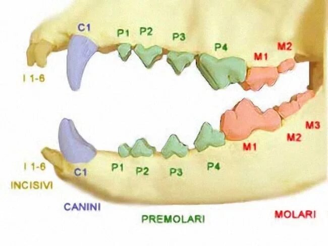 Расположение зубов у собаки схема La dentatura del cane. Come stabilirne l’età. - Expodog Blog