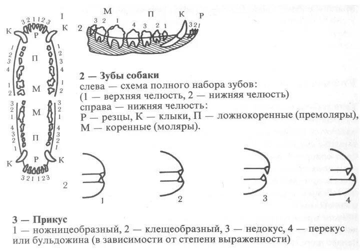 Расположение зубов у собаки схема Сколько у собаки зубов? Когда происходит смена зубов у щенков?