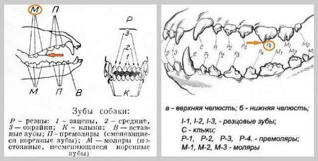 Расположение зубов у собаки схема Сколько зубов у собаки сколько должно быть у взрослой собаки, меняется