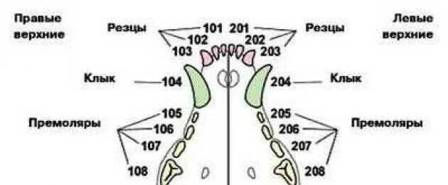 Расположение зубов у собаки схема Схема зубов собаки с номерами