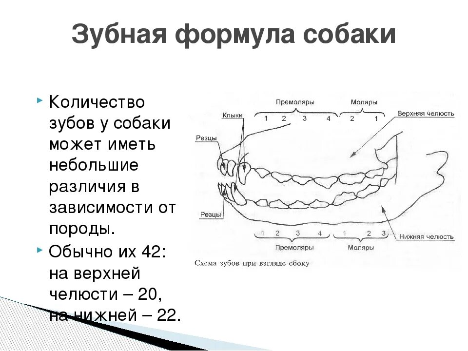 Расположение зубов у собаки схема Карта зубов собаки