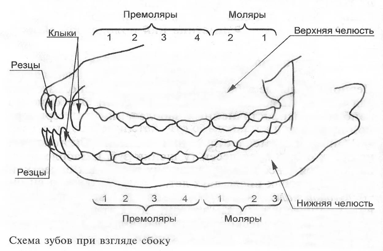 Расположение зубов у собаки схема Резцы зубы у собак